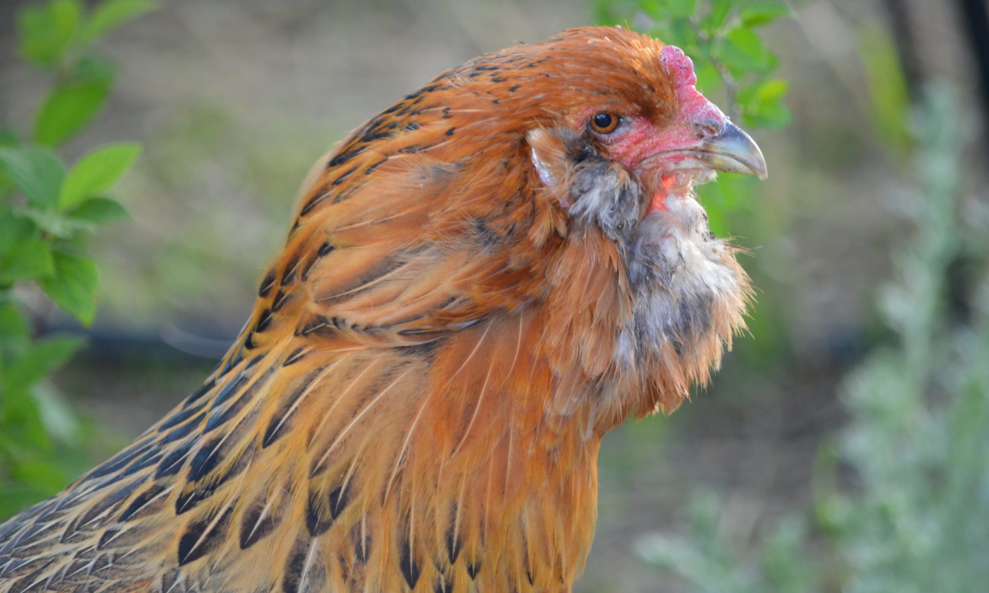 Ameraucana Chicken